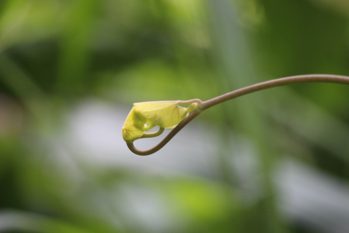 Aristolochia ringens Vahl